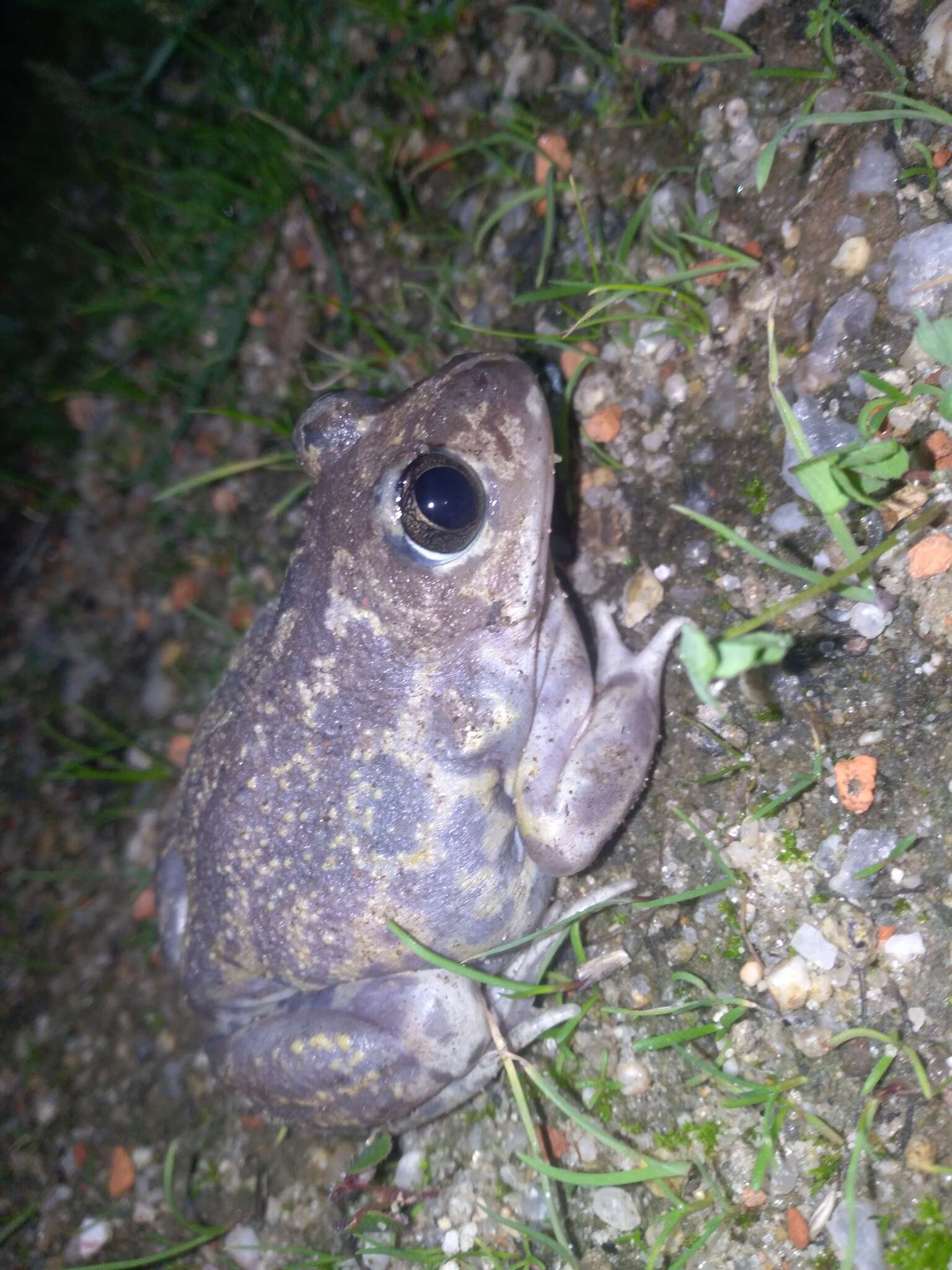 Image of Iberian Spadefoot Toad