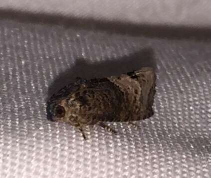 Image of Locust Twig Borer Moth