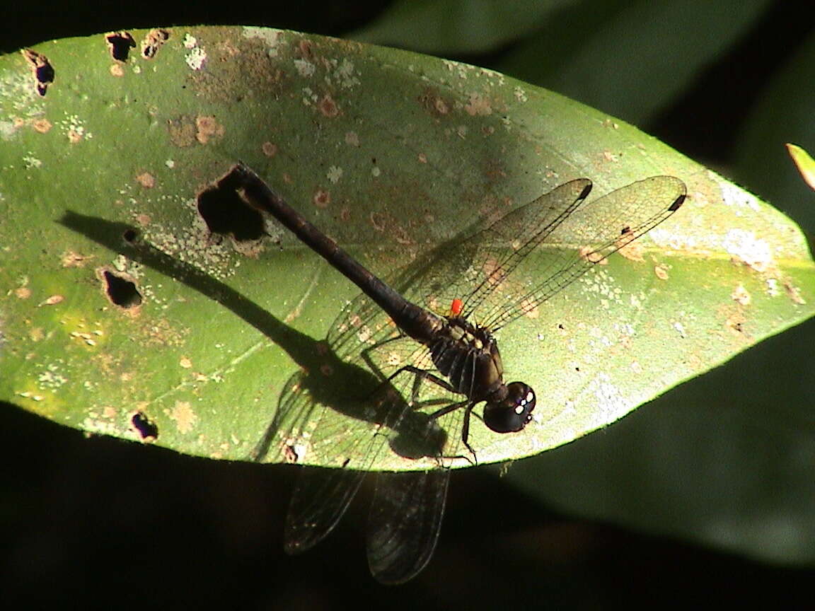 Imagem de Pornothemis serrata Krüger 1902