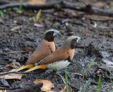 Plancia ëd Lonchura castaneothorax (Gould 1837)