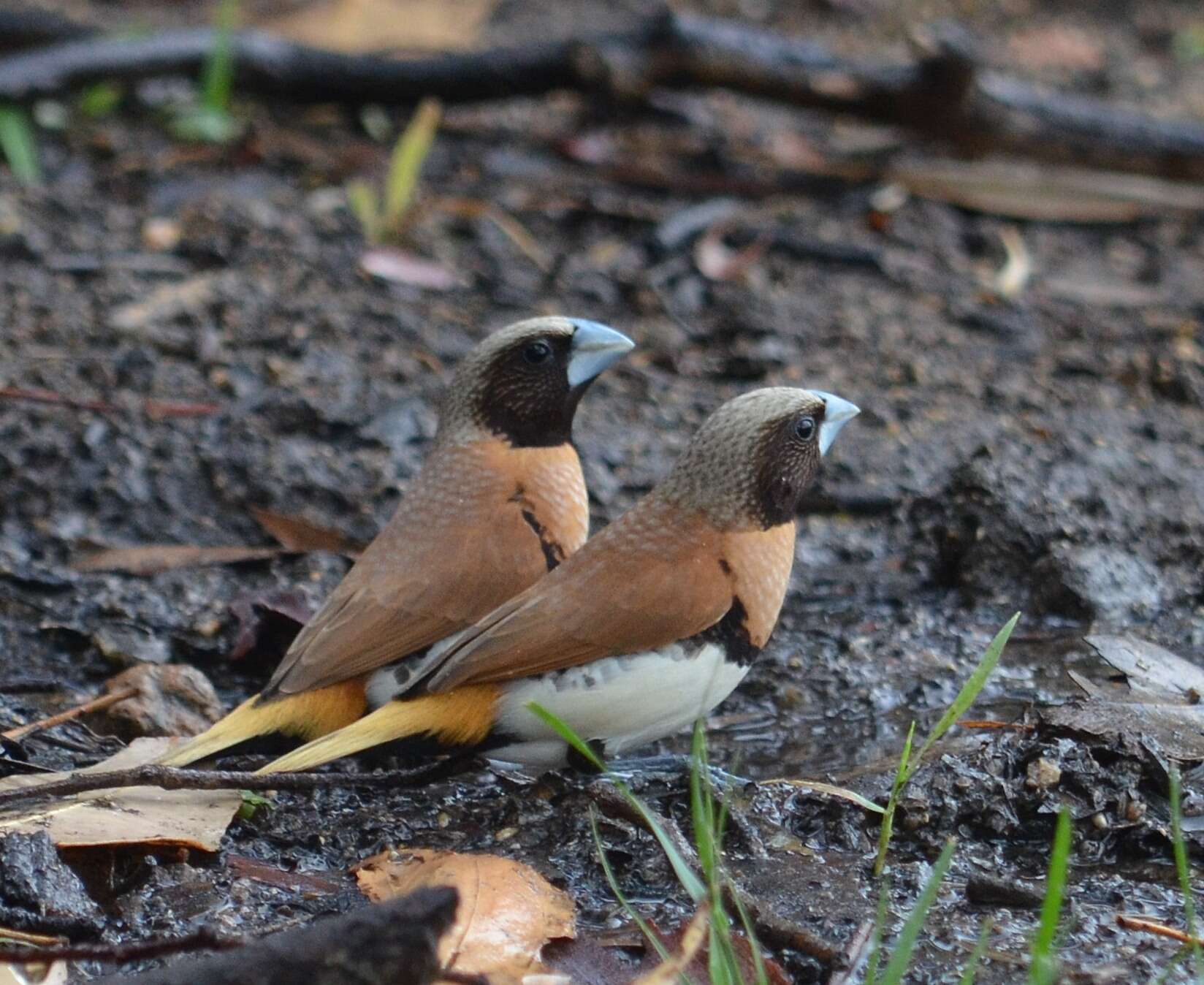 Image of Chestnut-breasted Mannikin