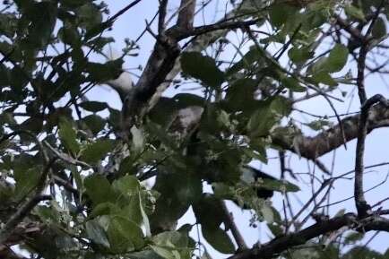 Image of White-crested Turaco