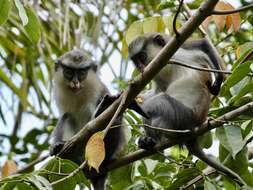 Image of Mona Guenon