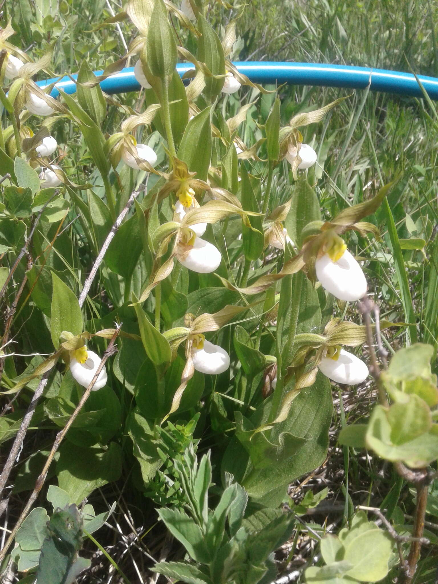 Imagem de Cypripedium montanum Douglas ex Lindl.