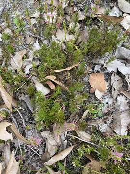 Image of Desmocladus fasciculatus (R. Br.) B. G. Briggs & L. A. S. Johnson