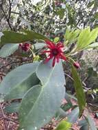 Image de Illicium floridanum Ellis