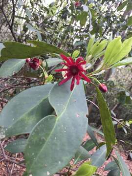 Image de Illicium floridanum Ellis