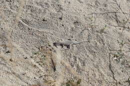 Image of Coachella Valley Fringe-toed Lizard