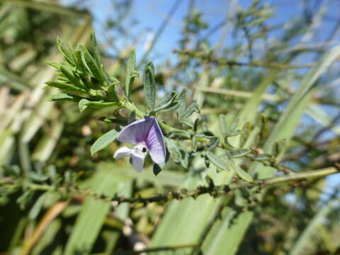 Imagem de Psoralea axillaris L. fil.