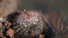 Image of Mammillaria scrippsiana (Britton & Rose) Orcutt