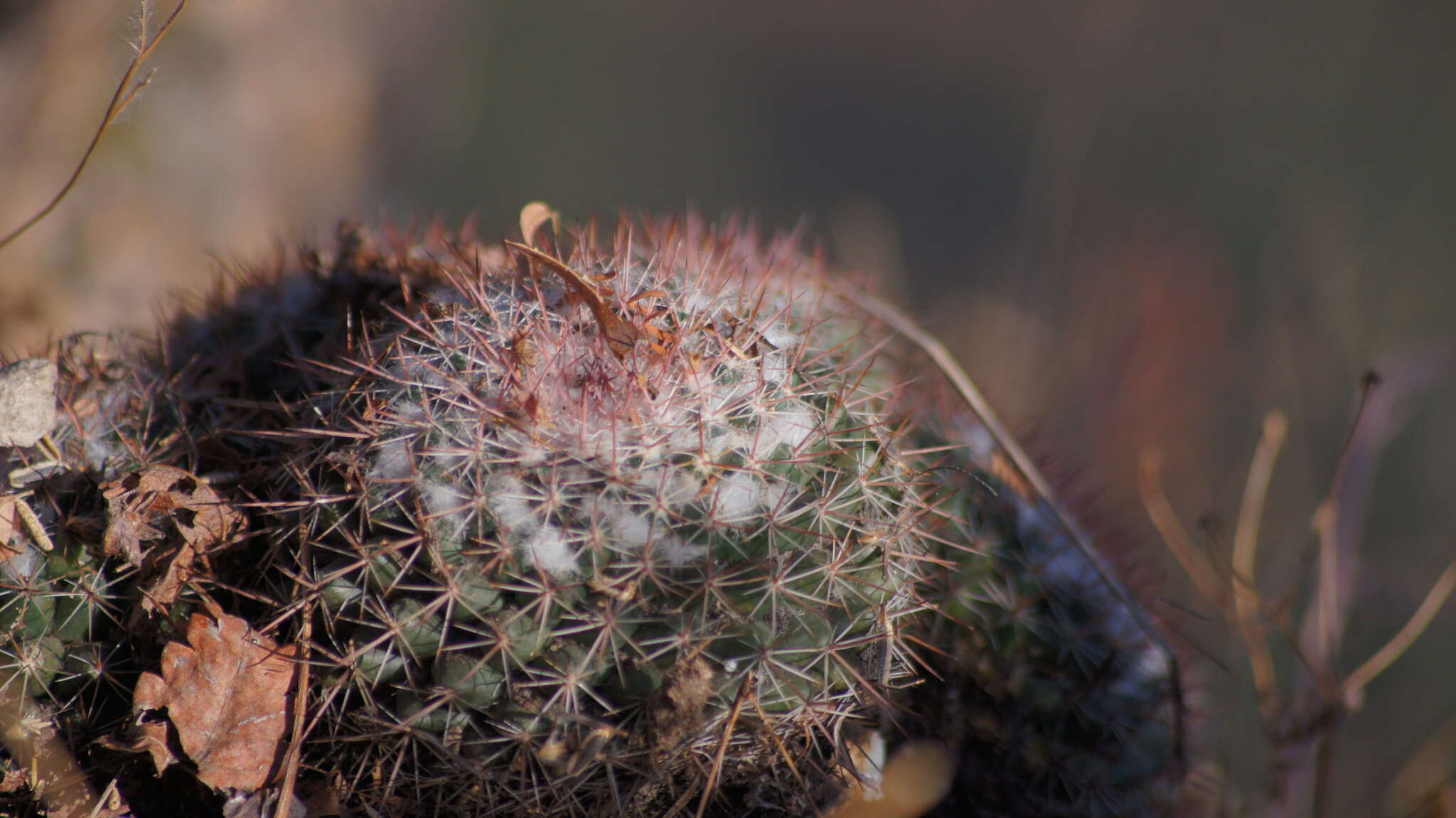 Image of Mammillaria scrippsiana (Britton & Rose) Orcutt