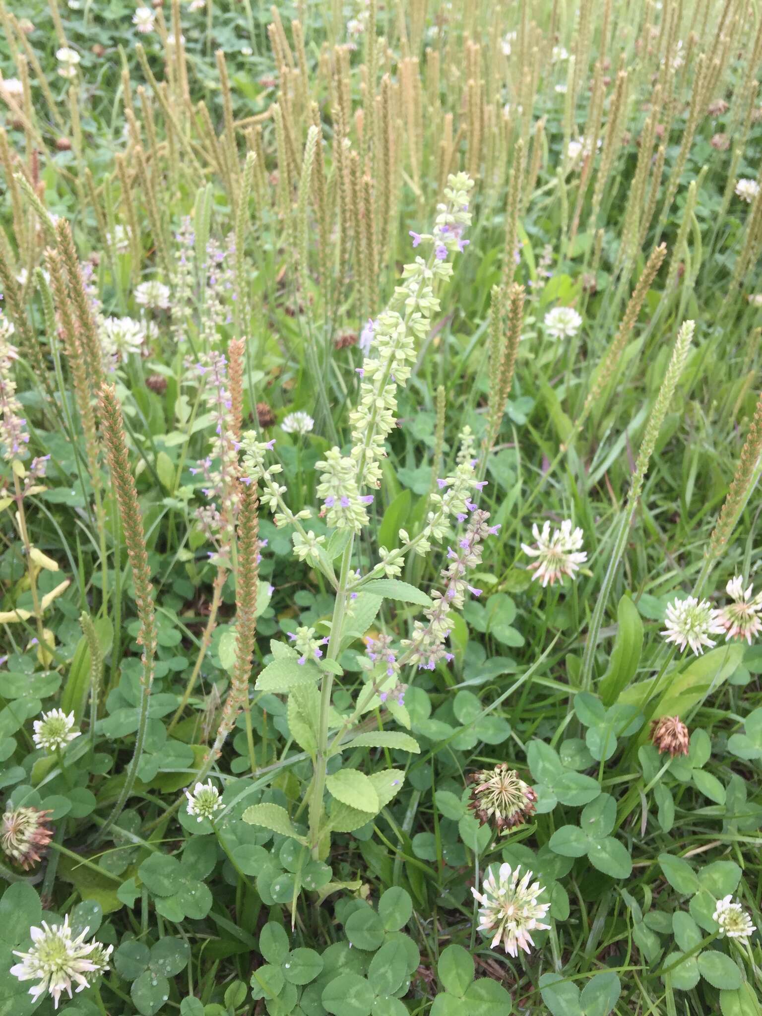 Image de Salvia plebeia R. Br.