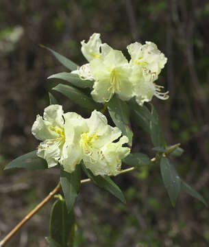 صورة Rhododendron keiskei Miq.