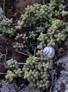 Image of Sedum lancerottense Murray