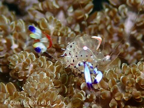 Image of Holthuis' Anemone Shrimp