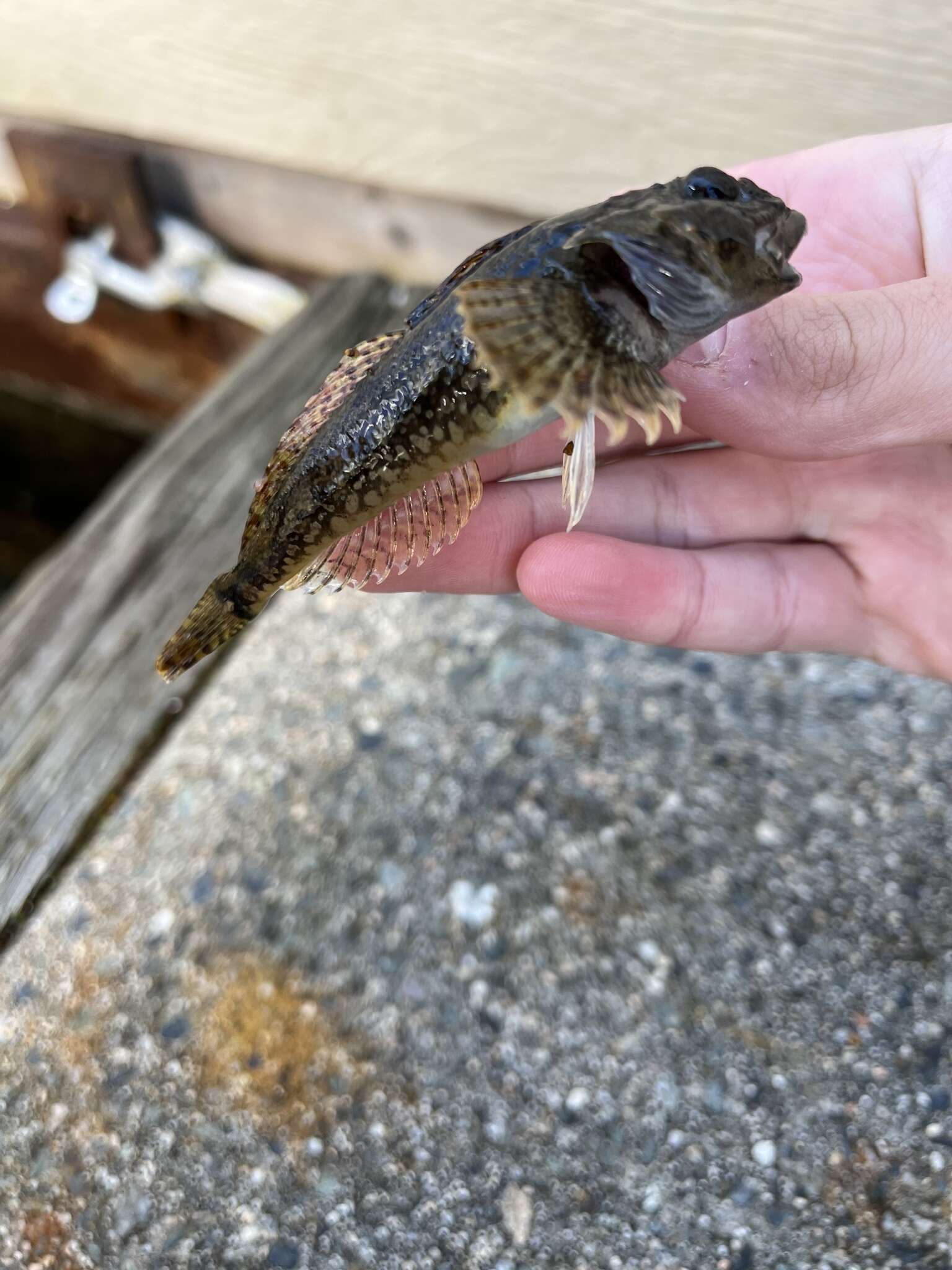 Image of Padded sculpin