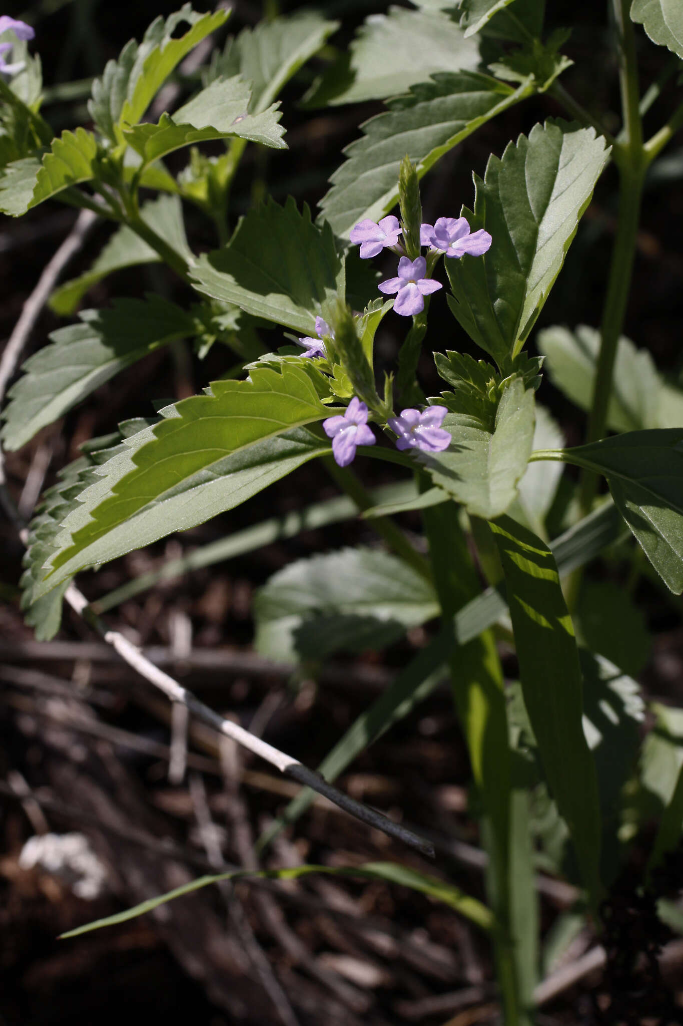 Sivun Verbena neomexicana (A. Gray) Briq. kuva