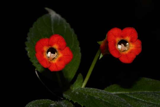 Image of Achimenes heterophylla (Mart.) DC.