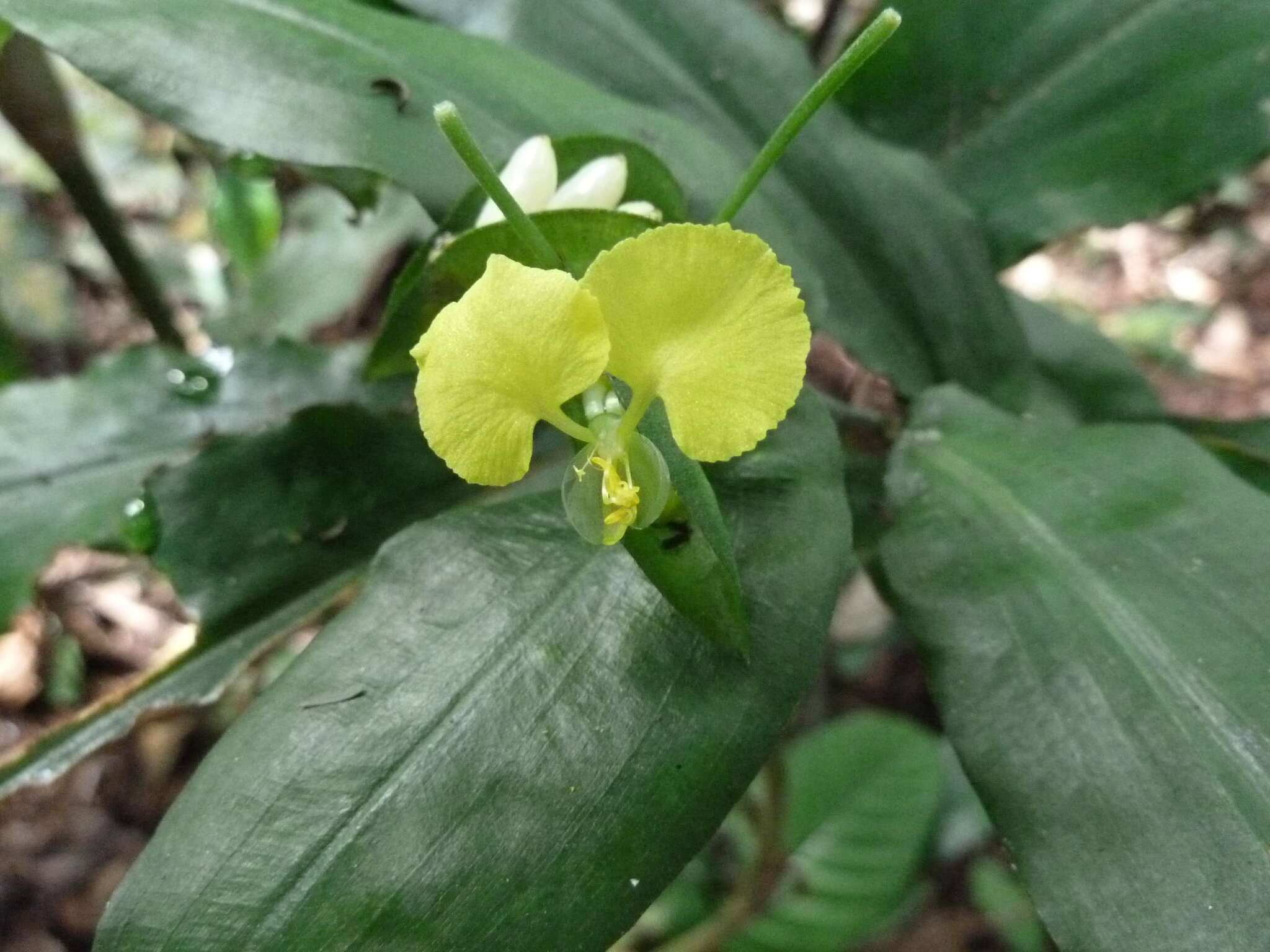 Sivun Commelina capitata Benth. kuva