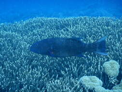 Image of Highfin coralgrouper