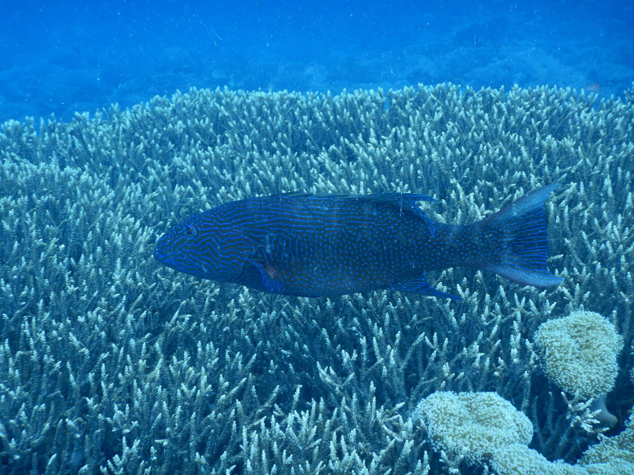 Image of Highfin coralgrouper