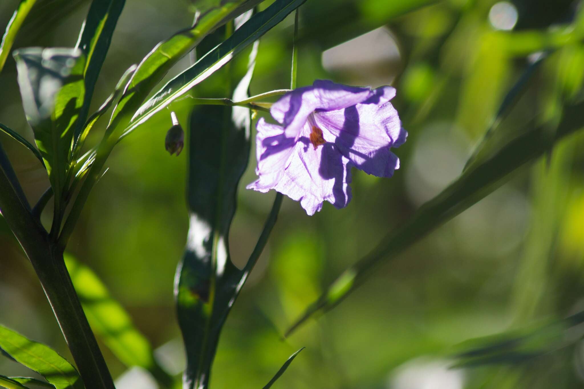 Image of Large Kangaroo Apple