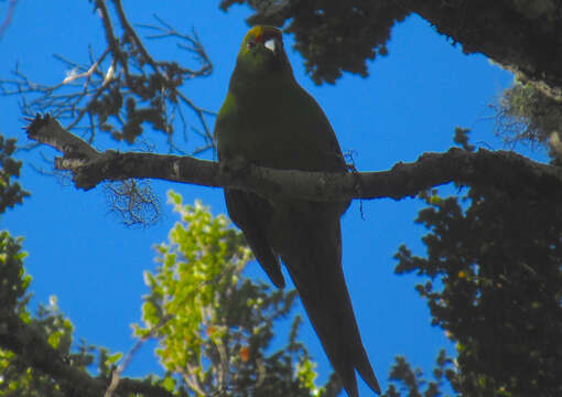 Image of Yellow-crowned Kakariki