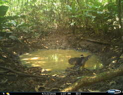 Image of Collared Forest Falcon