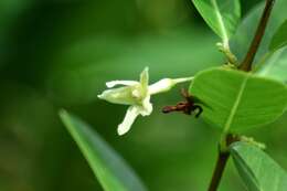 Image of Gymnanthera oblonga (Burm. fil.) P. S. Green