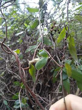 Image of Billardiera scandens Sm.