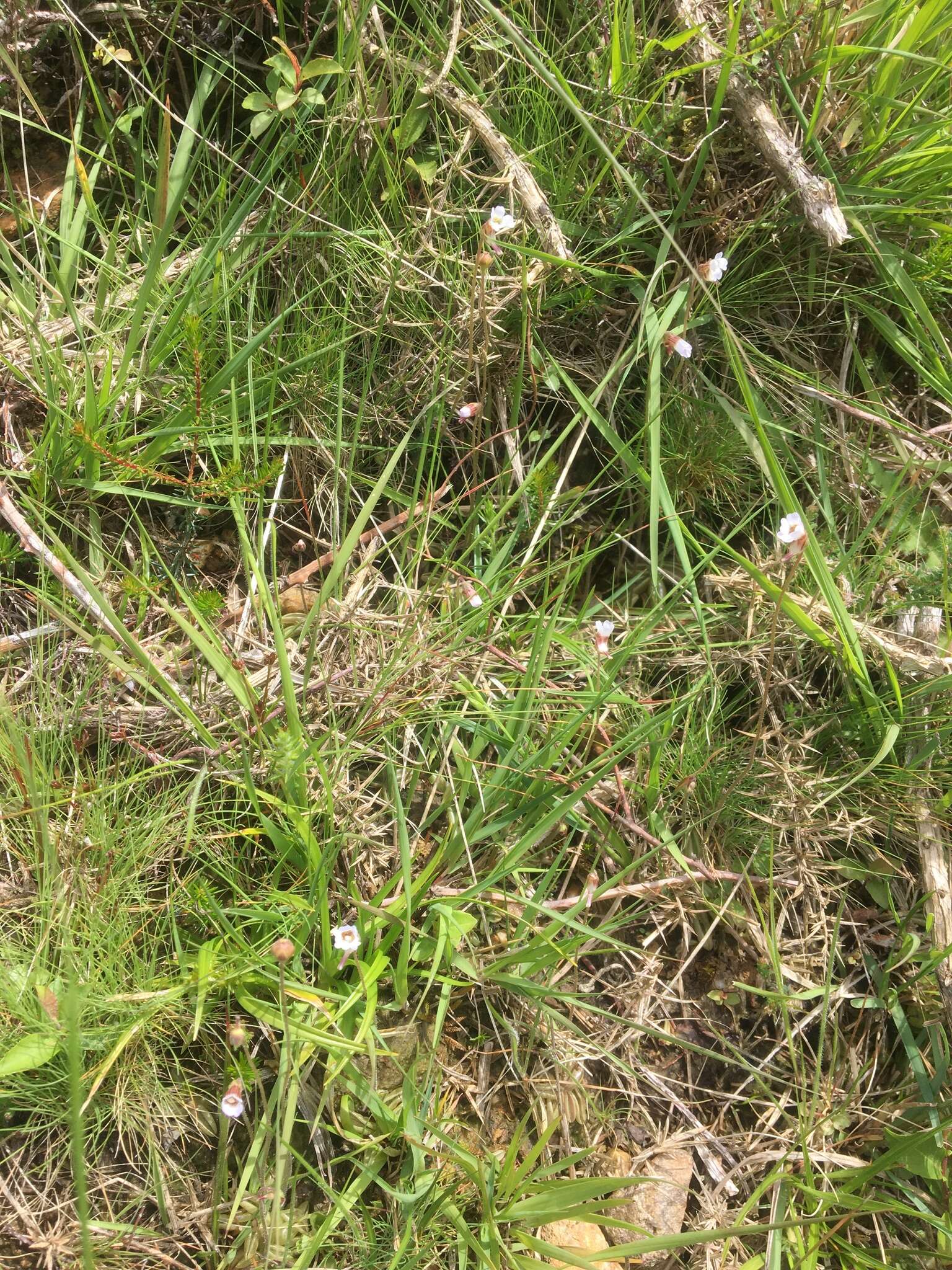 Image of Pinguicula lusitanica L.