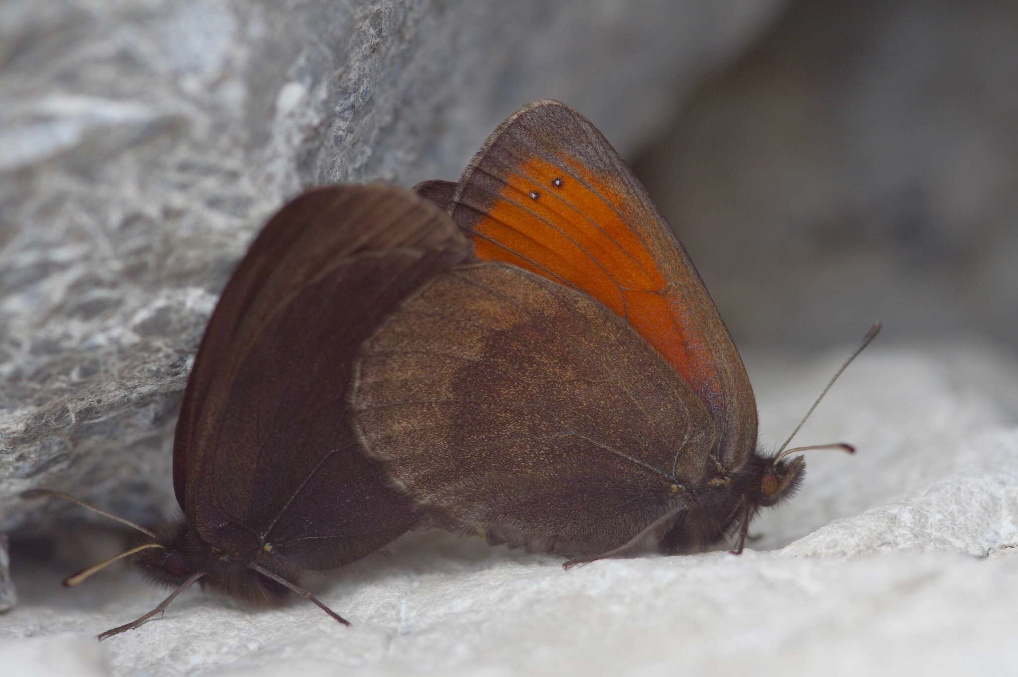 Erebia pluto De Prunner 1798 resmi