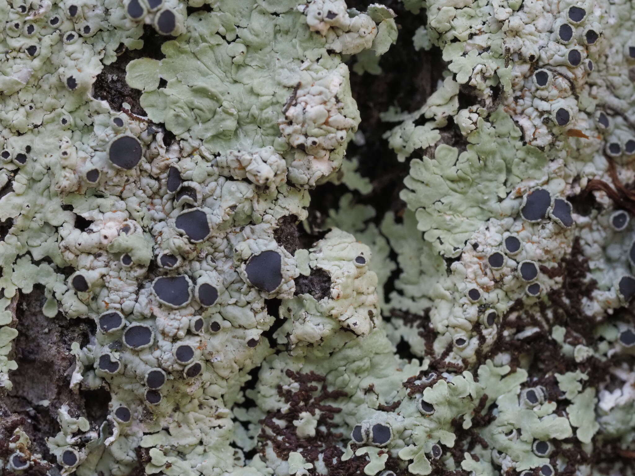 Image of dirinaria lichen