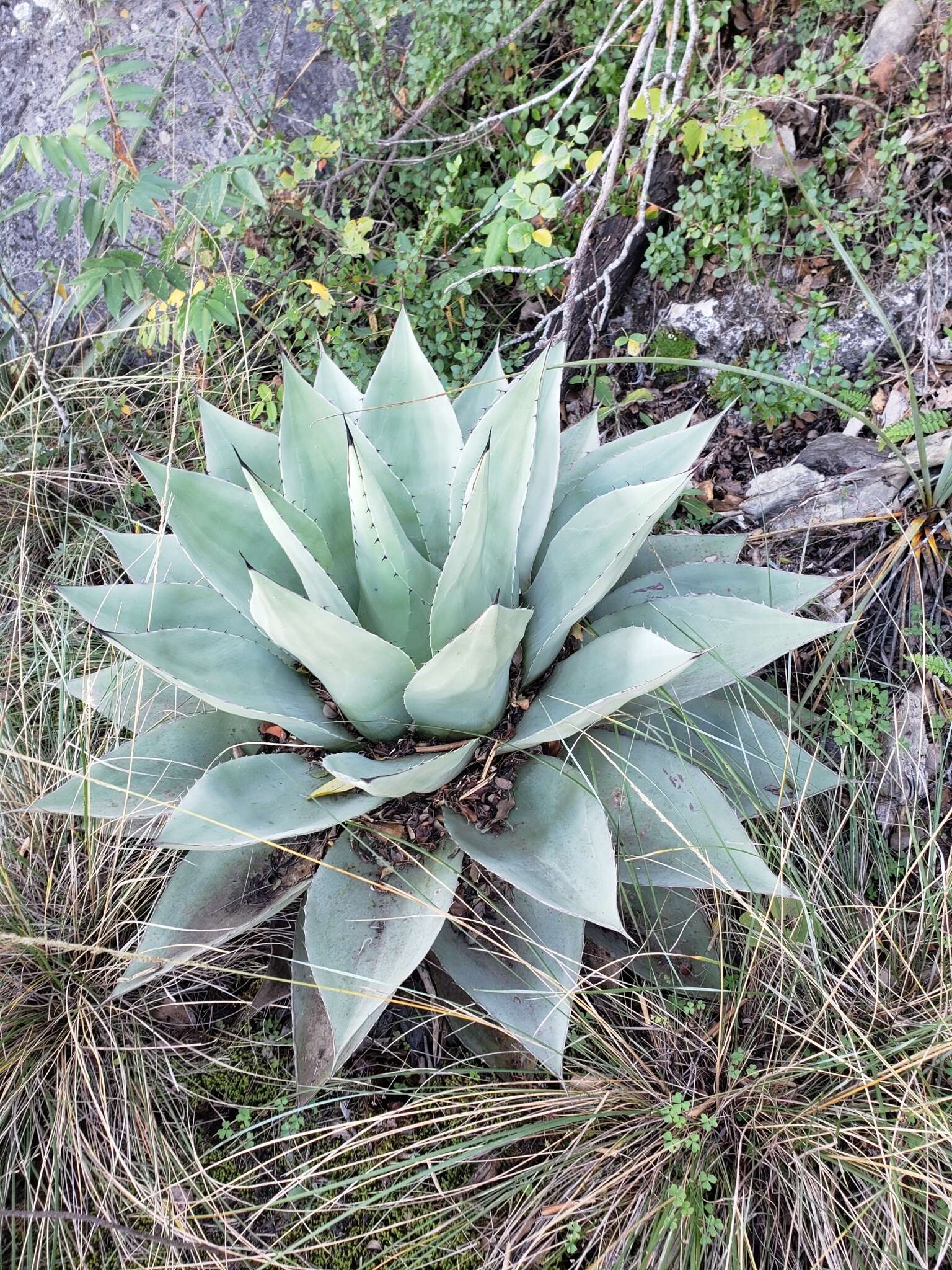 Plancia ëd Agave ovatifolia G. D. Starr & Villarreal