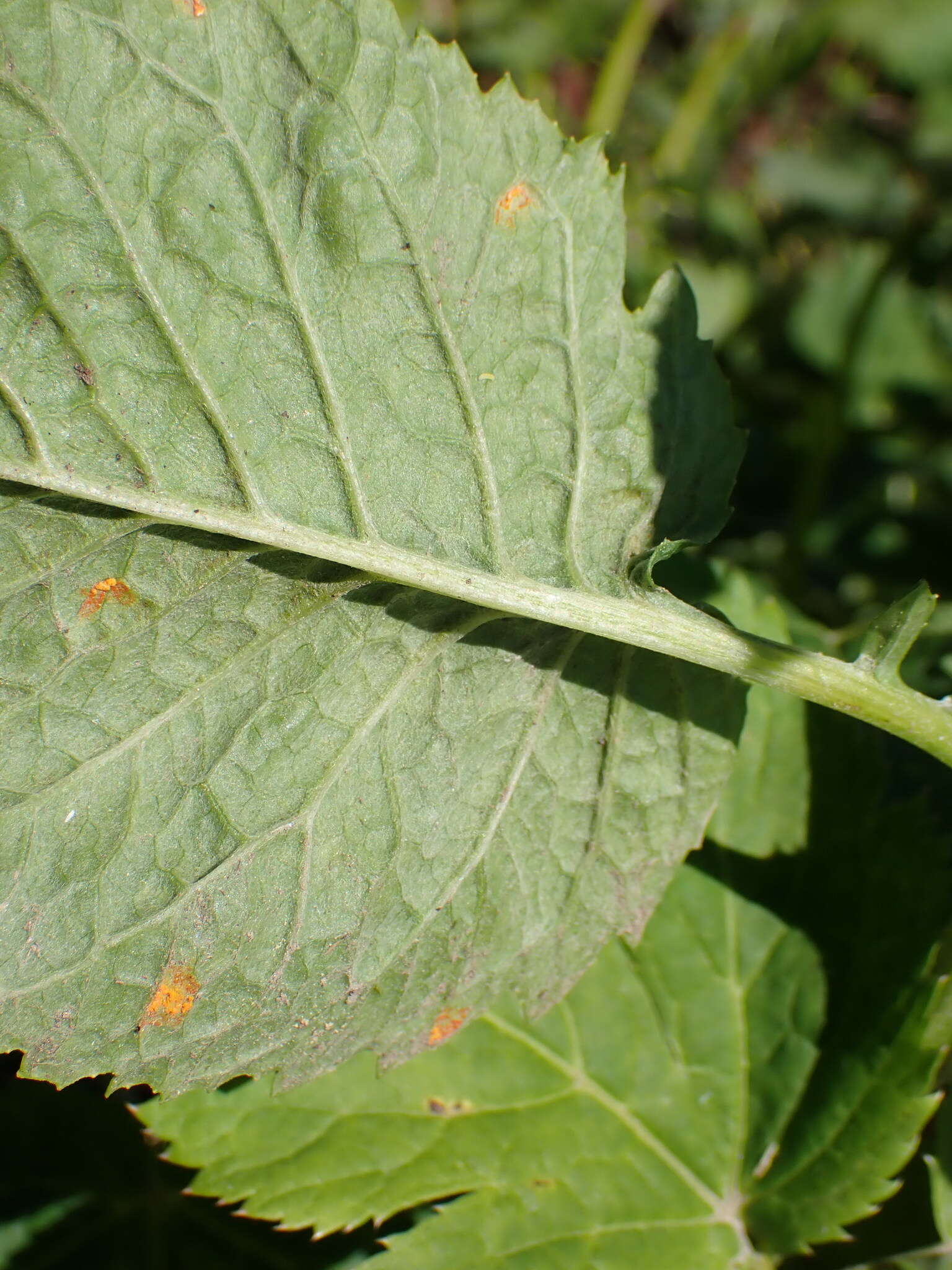 Plancia ëd Jacobaea alpina (L.) Moench