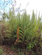 Image of Dryopteris athamantica (Kunze) O. Kuntze