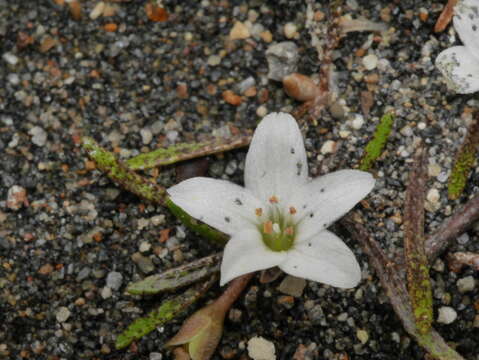 Montia campylostigma (Heenan) Heenan resmi