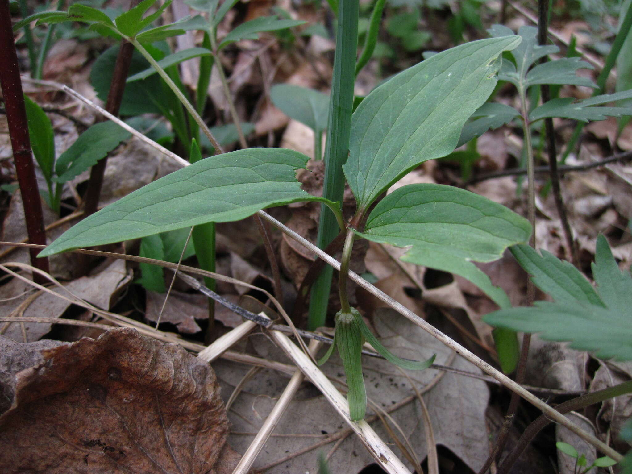 Image of snow trillium