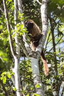 Image of Atlantic Titi