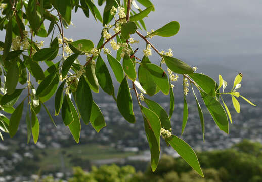 Image of Denhamia disperma (F. Müll.) M. P. Simmons