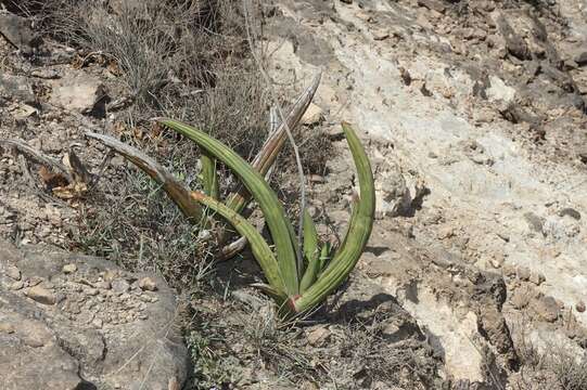 Image of Sansevieria dhofarica