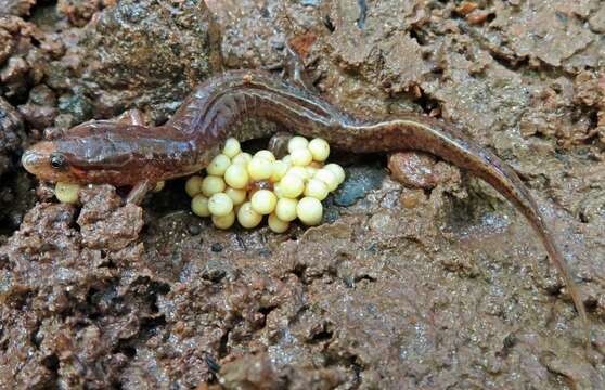 Image of Dusky Salamander