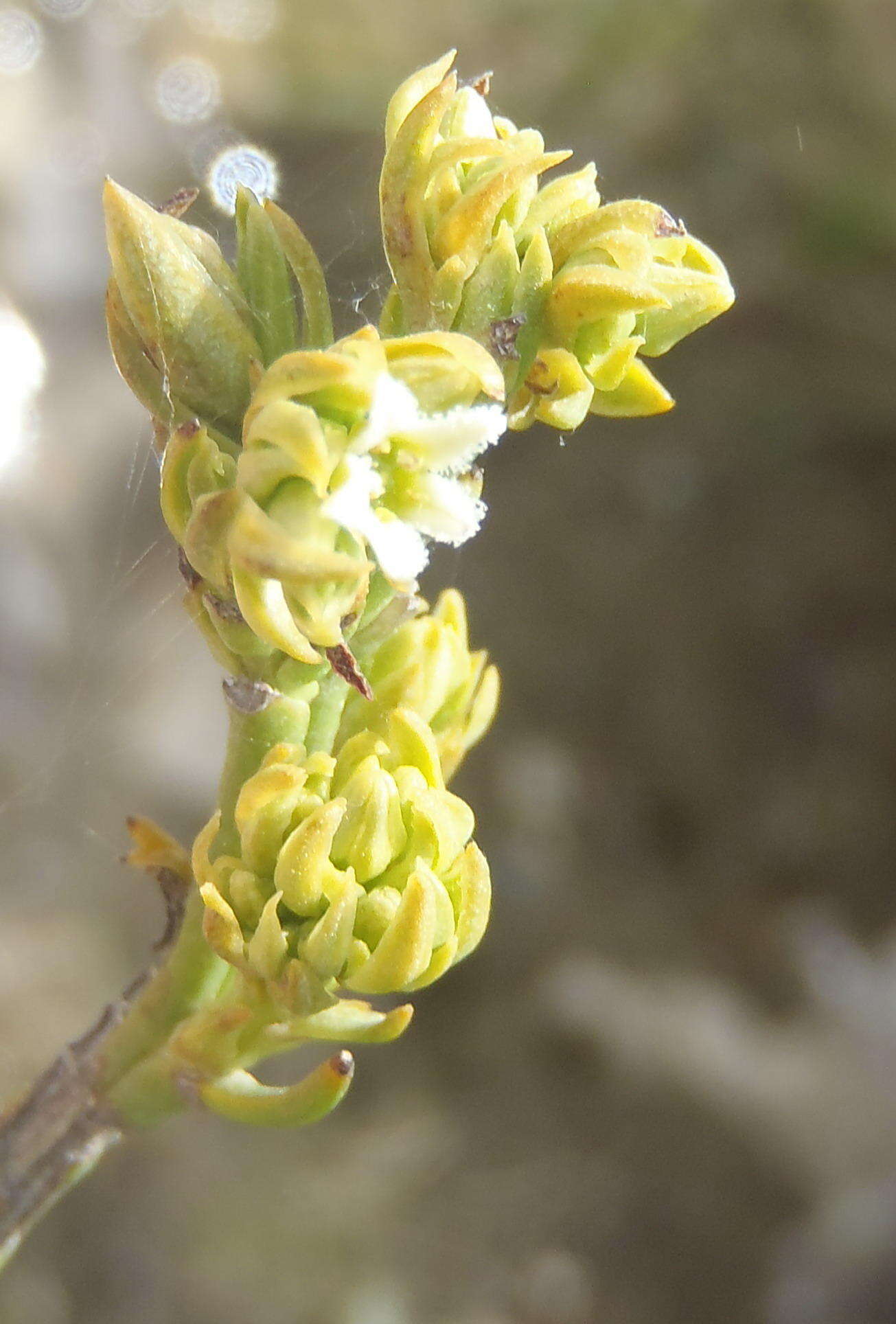 Image of Thesium umbelliferum A. W. Hill