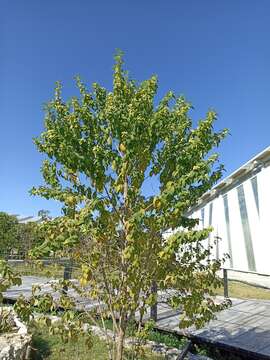 Image of Lippia gentryi Standl.