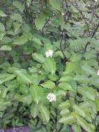 Image of Viburnum rafinesquianum Schult.