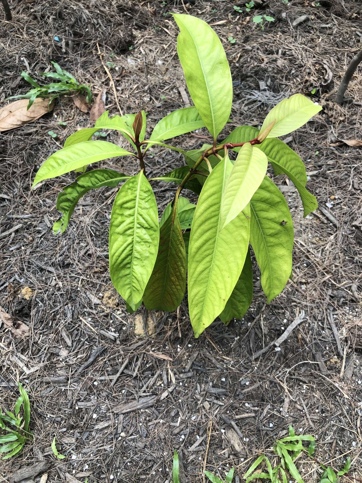 Image of Ixora congesta Roxb.