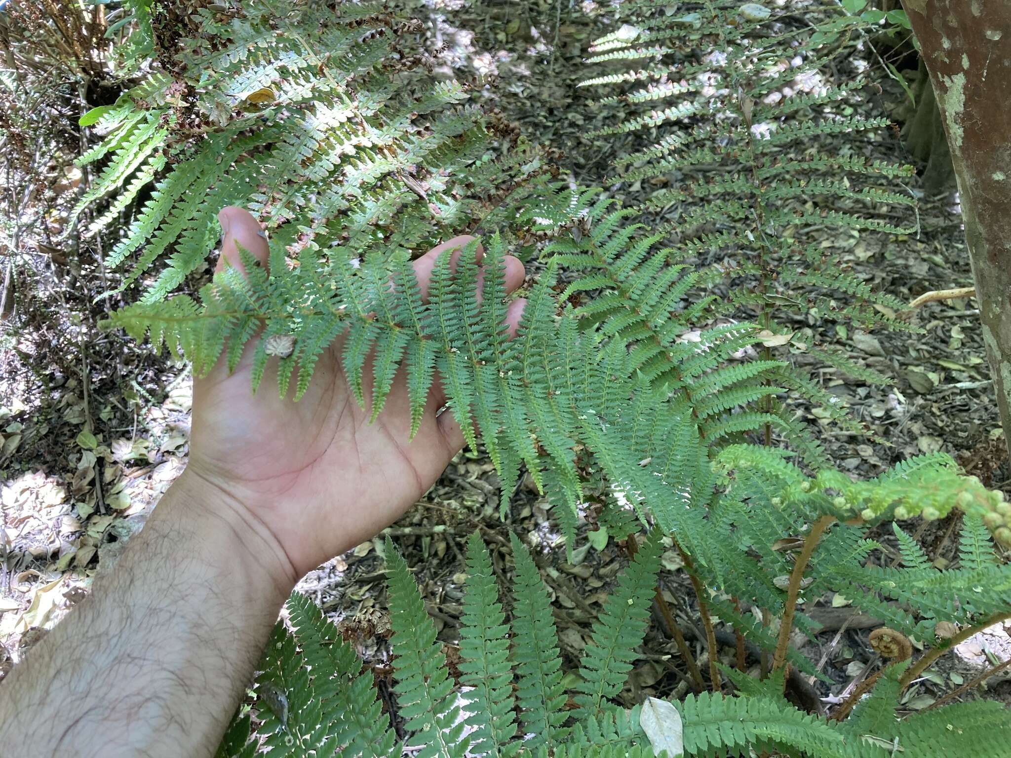 Imagem de Polystichum hartwegii (Kl.) Hieron.