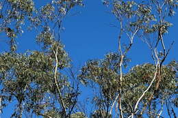 Image of Eucalyptus stenostoma L. A. S. Johnson & Blaxell