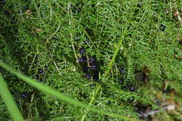Image of Coriaria angustissima Hook. fil.