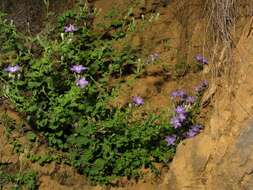 Image of Campanula arvatica subsp. adsurgens (Leresche & Levier) Damboldt